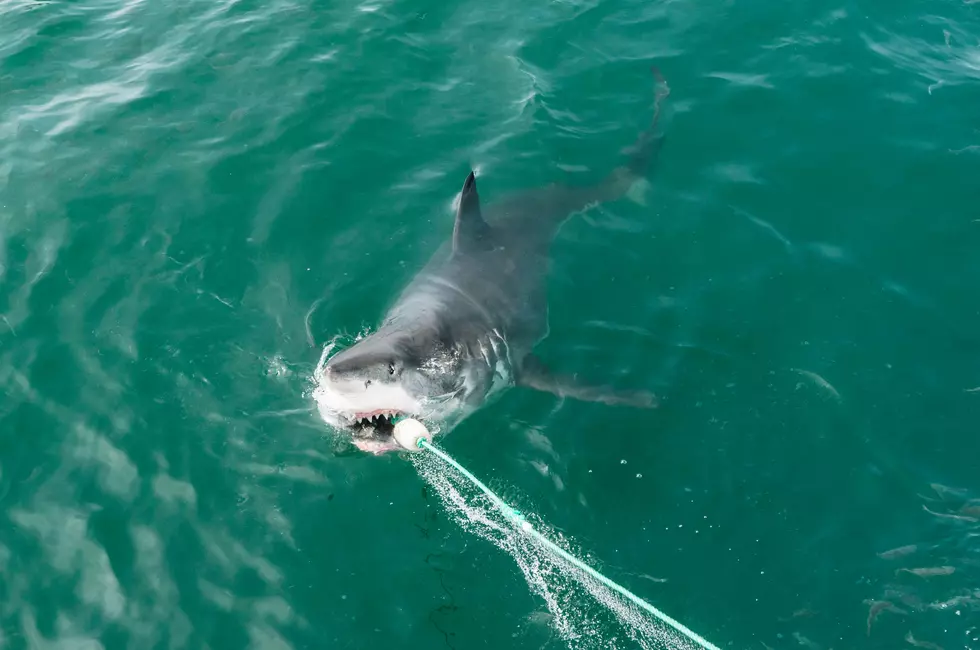 Expert Reveals Why We’re Seeing So Many Sharks at the Jersey Shore