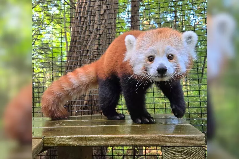 Cape May Zoo