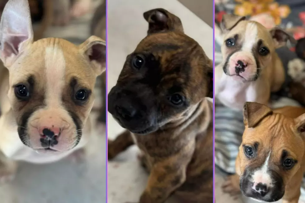 Puppies Desperately Need Your Help At South Jersey Animal Shelter
