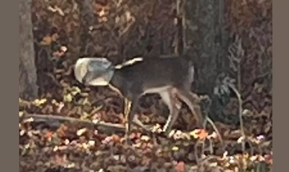 Deer Spotted in Galloway with Jug on it’s Head