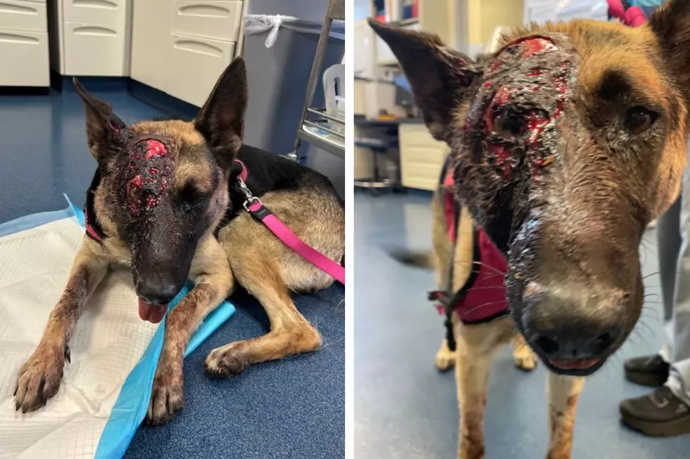 German Shepherd Fighting For Her Life In Maple Shade, NJ, Needs Your Help