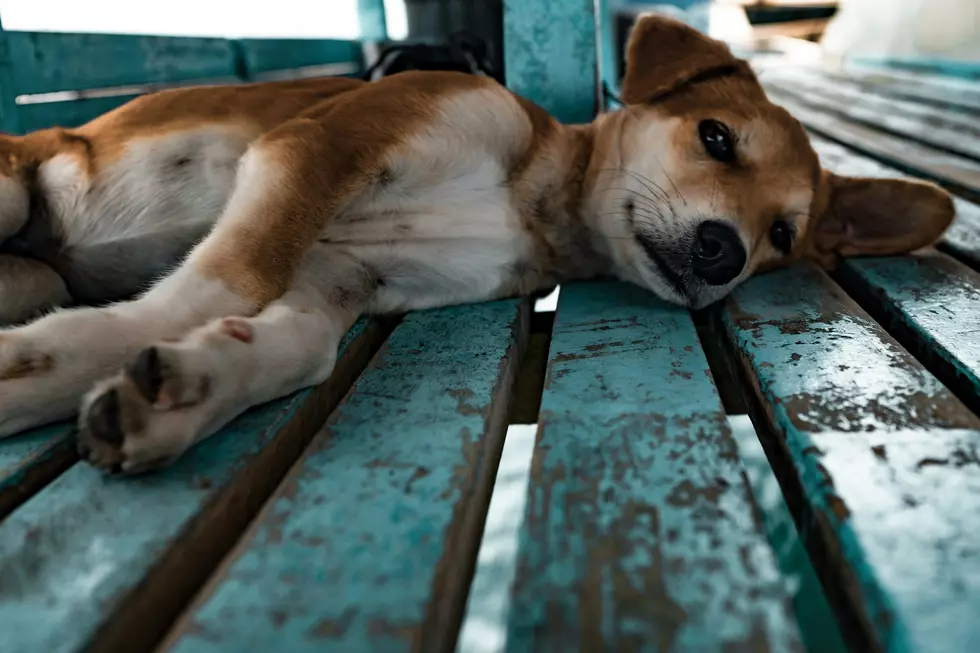 Popular Atlantic County Pet Hospital Closing Forever
