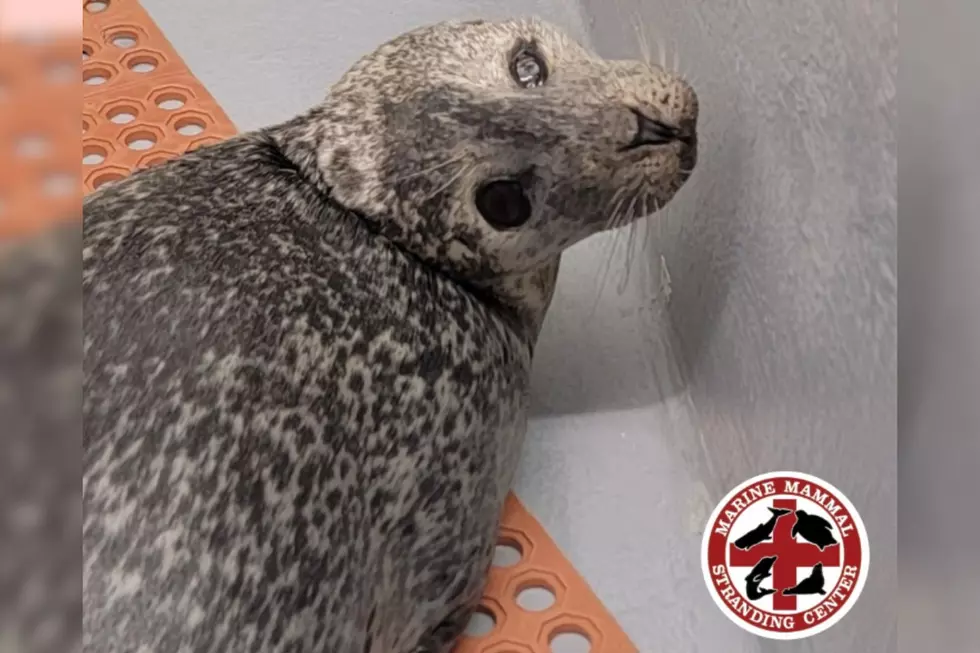 2026 Summer Career Booster: A Marine Mammal Stranding Center Internship