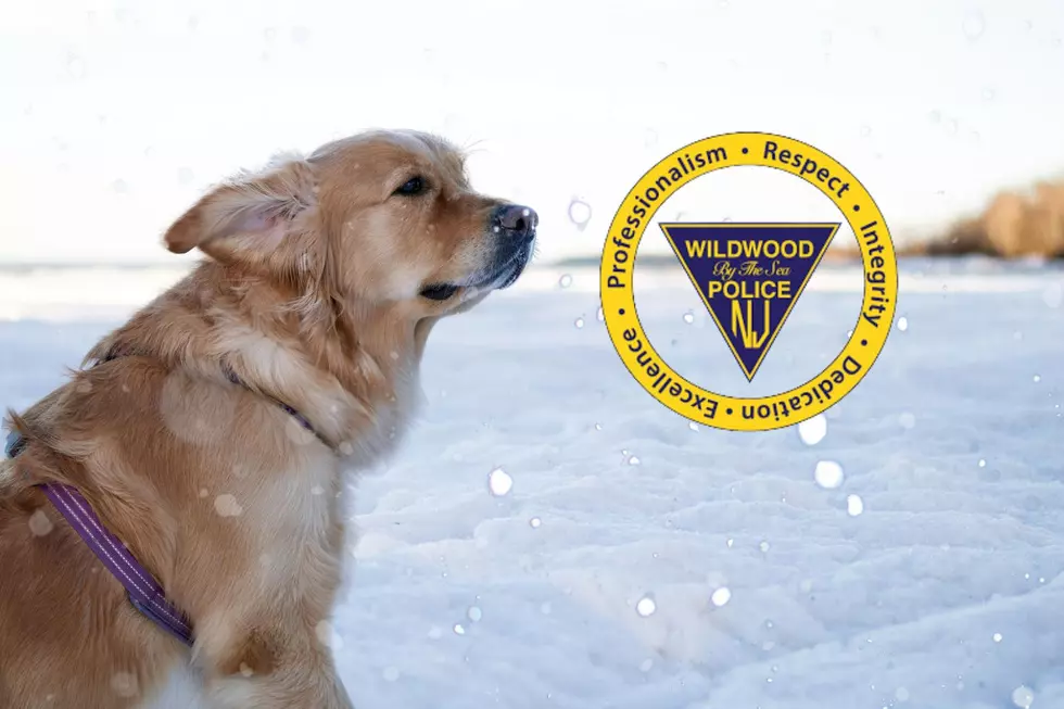 Wildwood, NJ, Police Urge Pet Owners To Keep Animals Out Of Snow