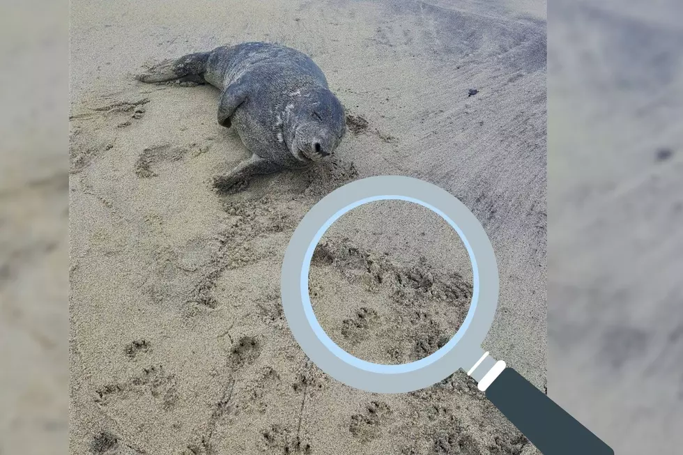 The Truth About All Of New Jersey’s Beached Grey Seals