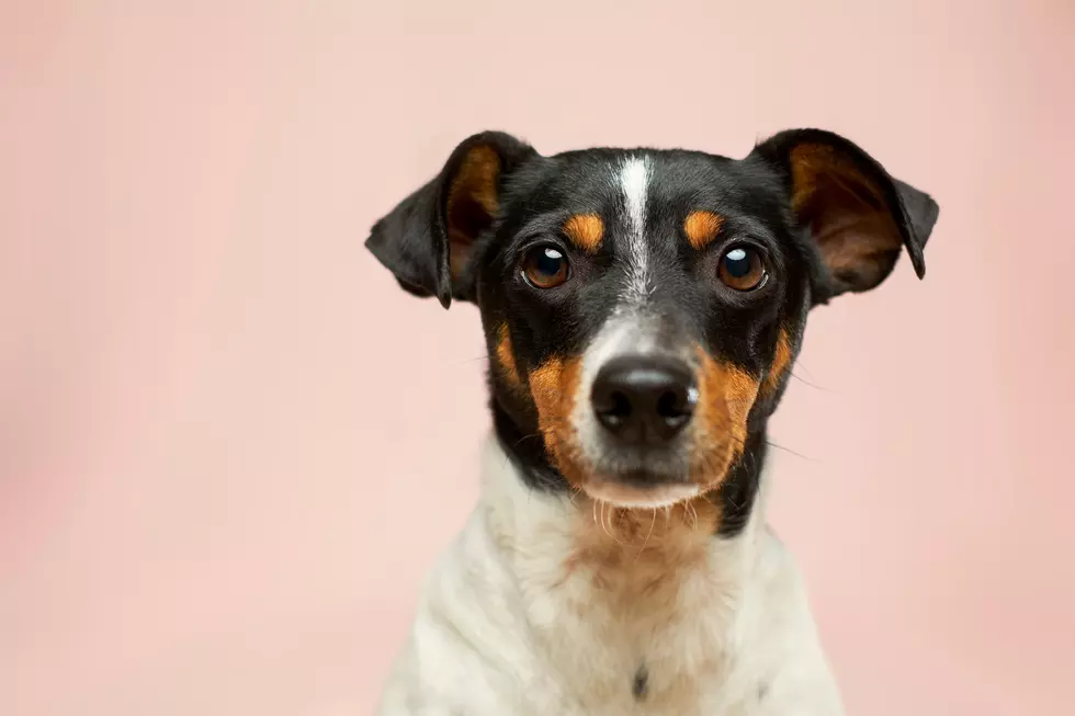 You’ll Never Guess the Breed of the State Dog of New Jersey