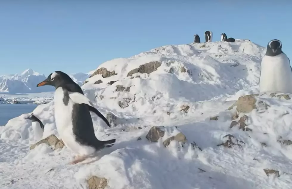 How Can Own Your Own Penguin in New Jersey?