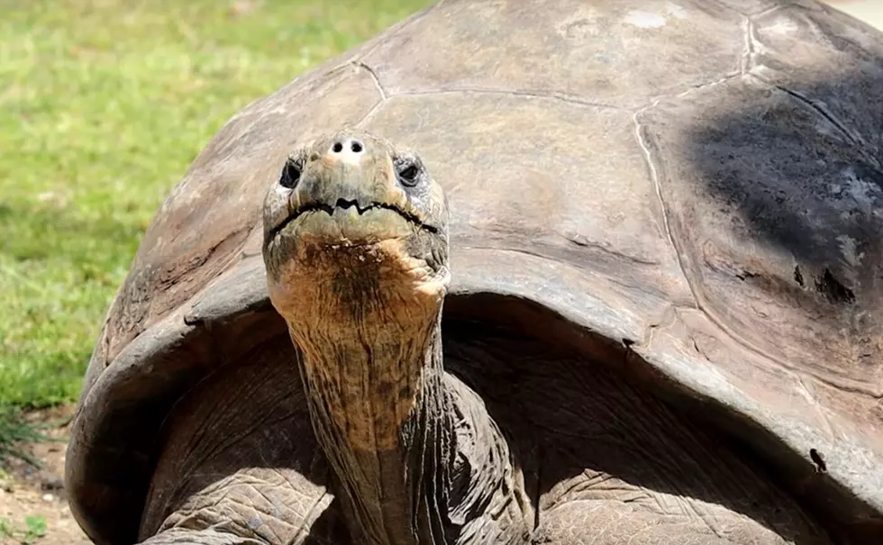Philadelphia Zoo: Meet the 100-Year-Old First Time Parents!