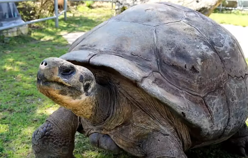 YouTube Philadelphia Zoo