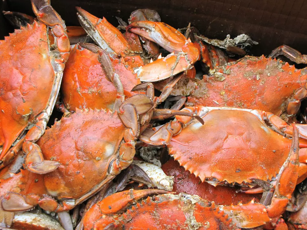 Famous Wildwood Crest Seafood Restaurant Reopening and Going Green