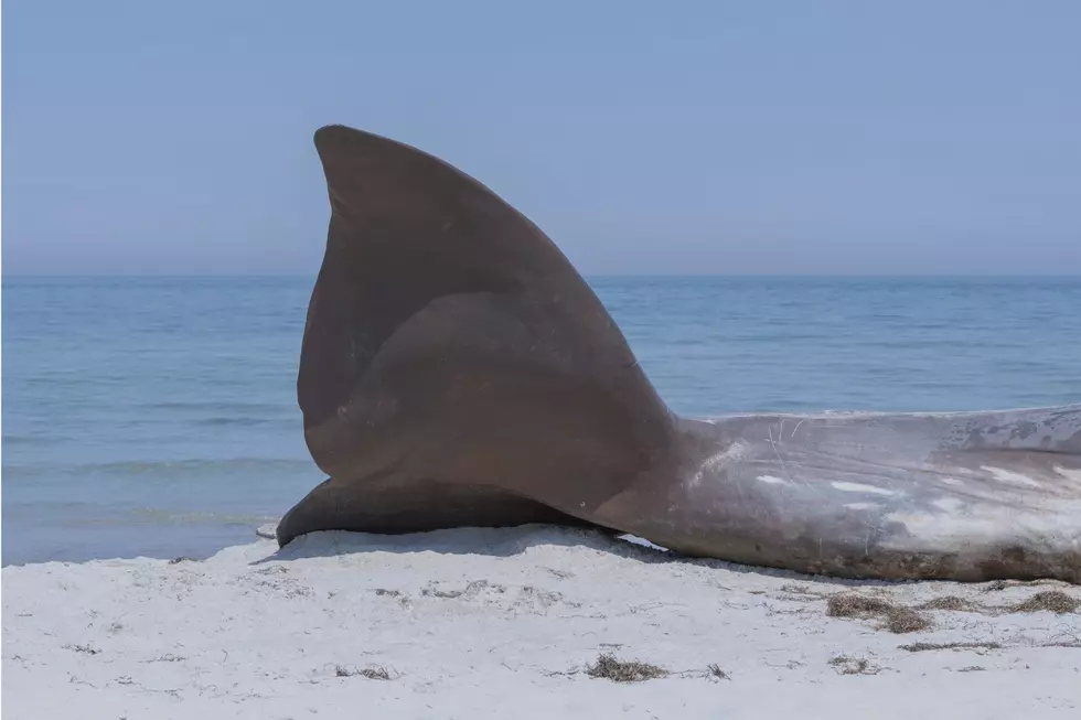 Sad Ending For A Pilot Whale Beached Twice In Sea Bright, NJ