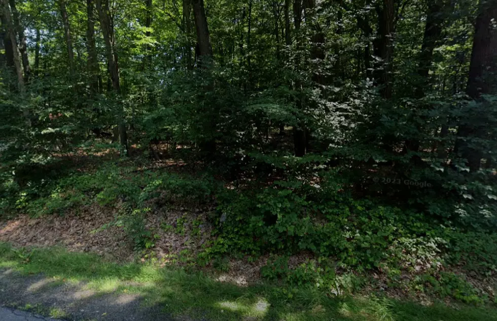 Woman Witnesses Mountain Lion on Road Near Denville, NJ