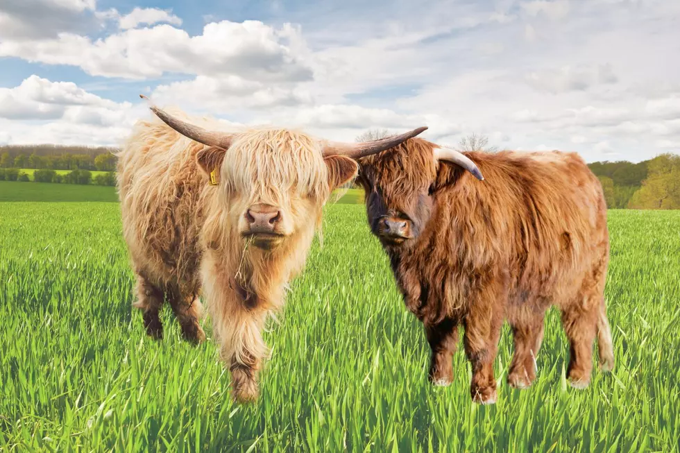 You’re Invited To The Very First Mini Cow Wedding In New Jersey