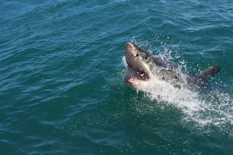 How to Get Bit By a Shark in New Jersey