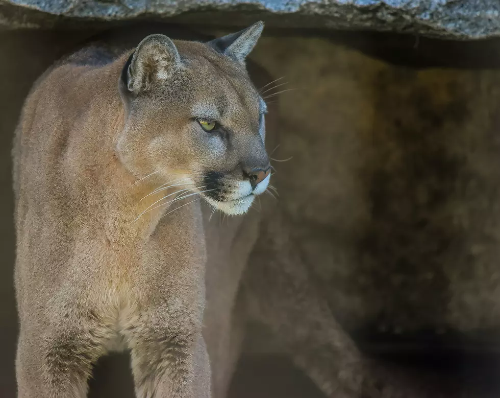 Driver Near Newton NJ Says He Saw Mountain Lion