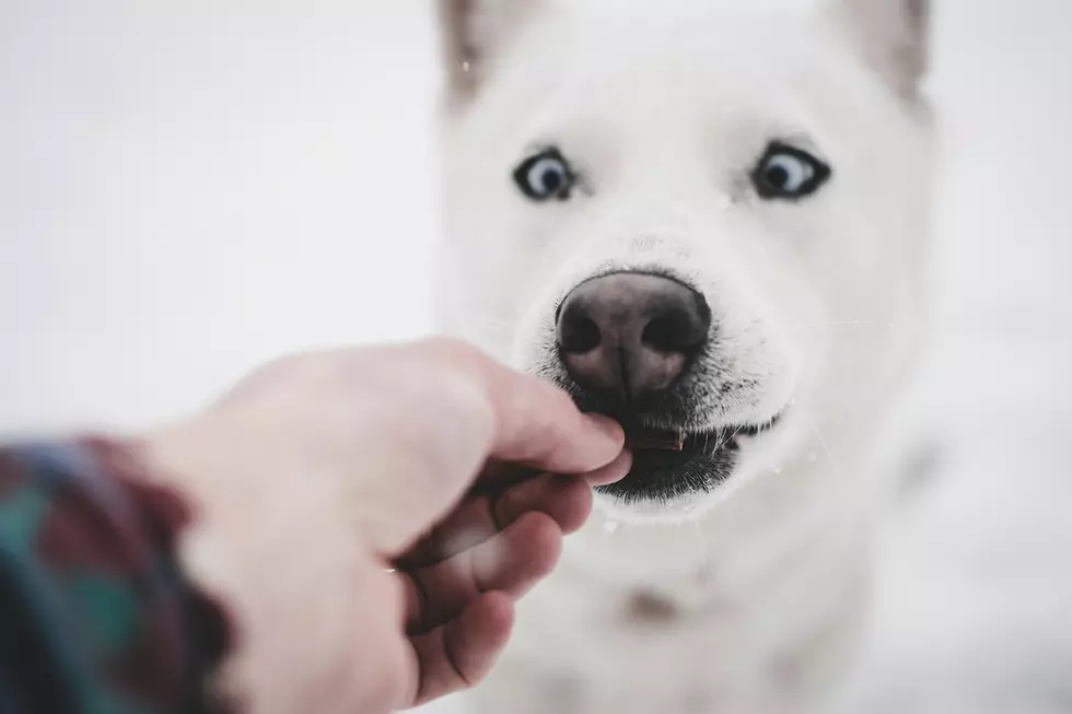 South Jersey Animal Shelter Desperate For Food