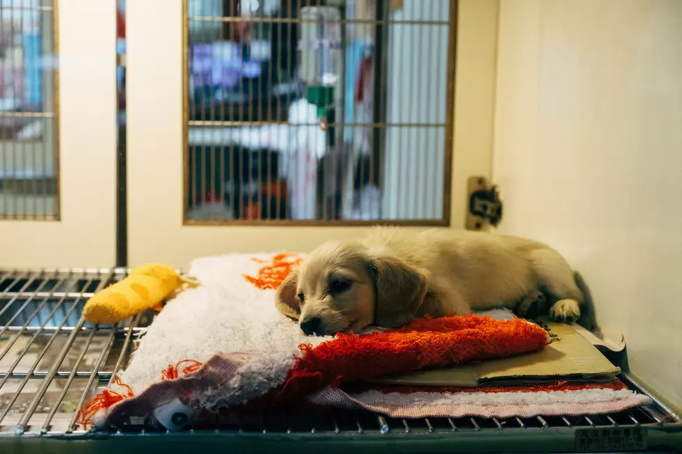 Gloucester County Animal Shelter In Desperate Need Of Donations