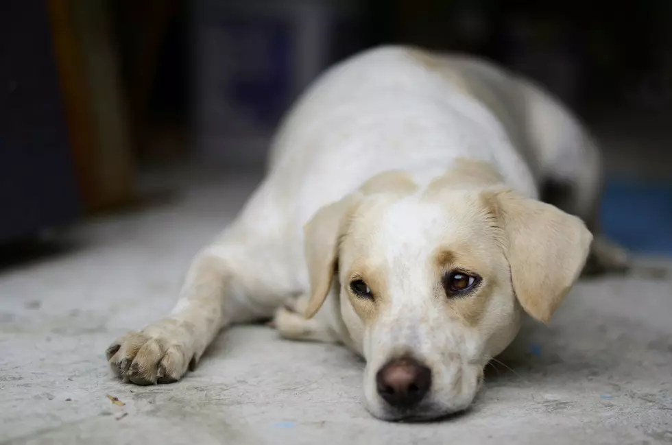 South Jersey Animal Shelter Needs Help, Desperate For Food