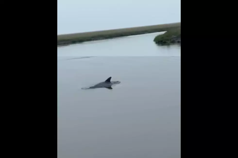Attempt to Rescue Wayward Cumberland County Dolphin Fails