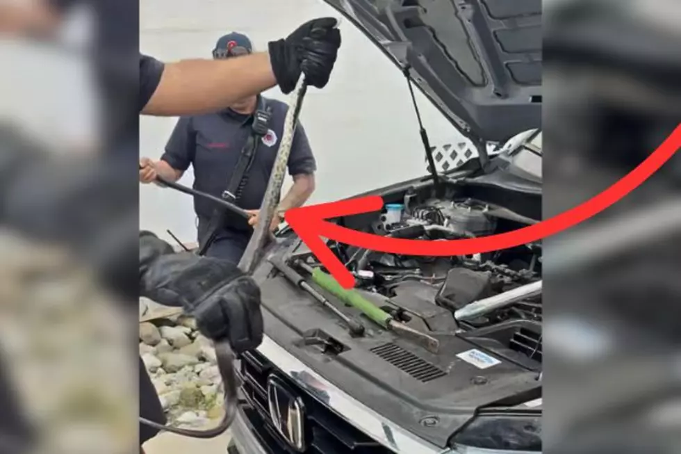 Giant Snake Taken Out Of Engine By North Wildwood Fire Department