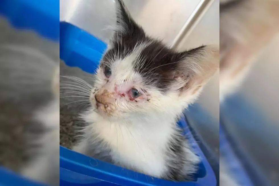 South Jersey Animal Shelter In Critical Kitten Crisis, Needs Medical Supplies ASAP