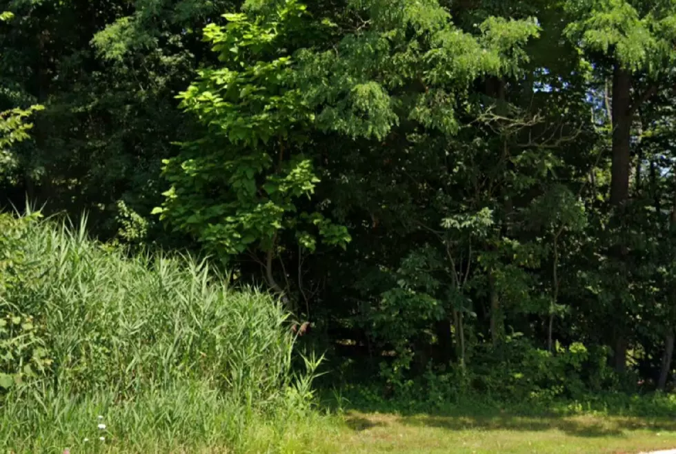 Family Says They Saw Mountain Lion Twice in Morris County, NJ