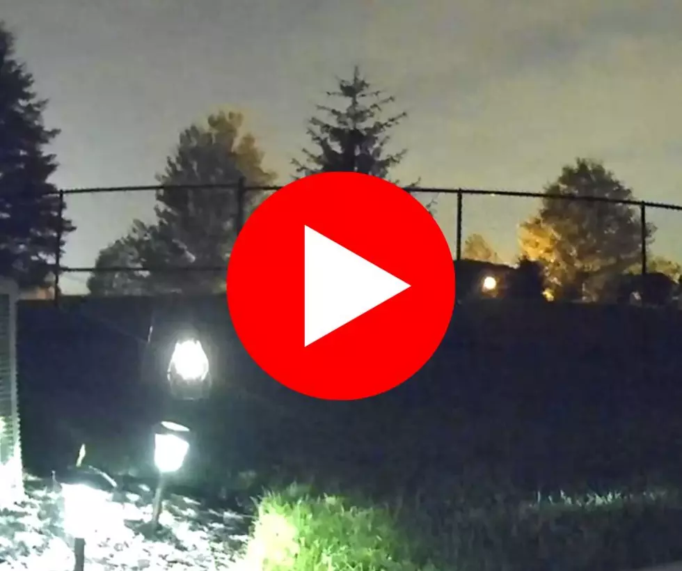 Caught on Video in Howell, NJ: Mountain Lion or House Cat?