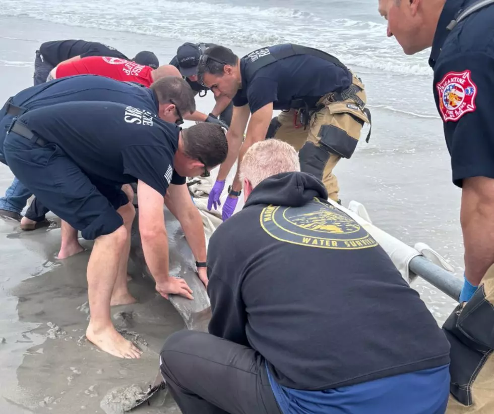 Efforts to Save Stranded Dolphin in Brigantine Fail