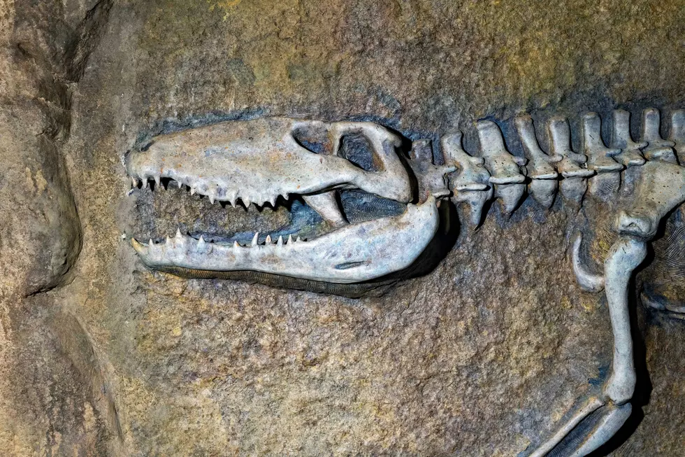 Dig Up Summer Fun At South Jersey’s New Fossil Park In Sewell