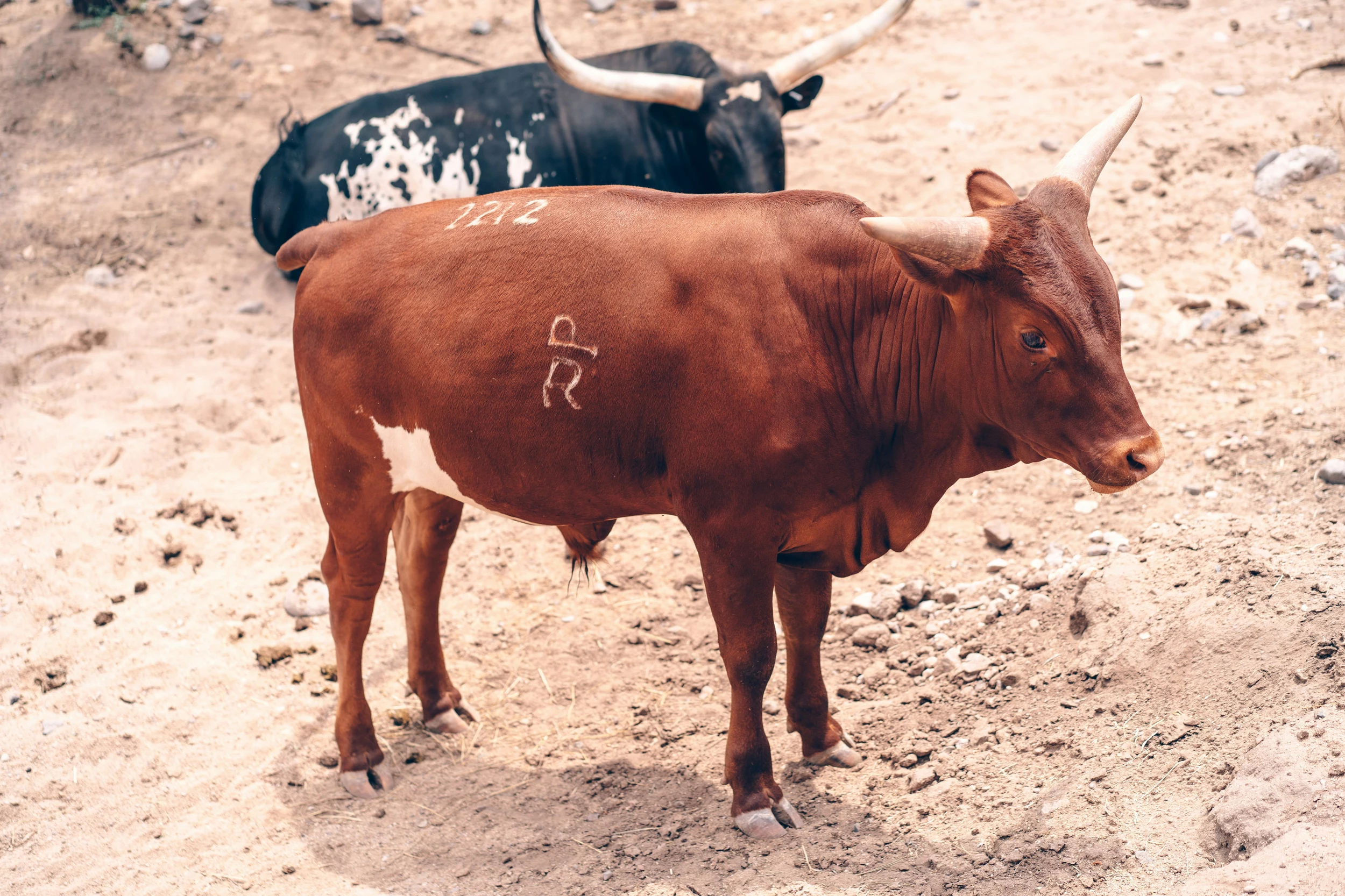 Watusi Calf Born In Deptford, NJ