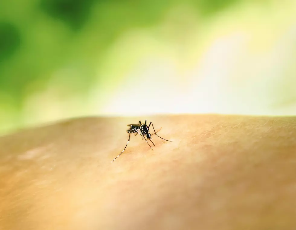 Avoid These Clothing Colors to Keep Mosquitoes Away in NJ