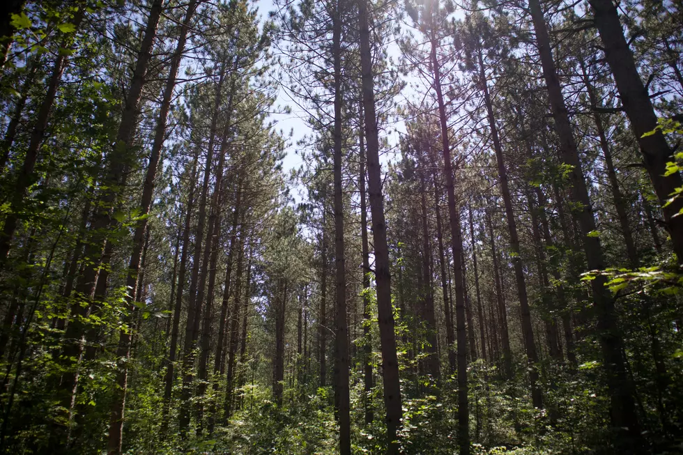 Wharton State Forest