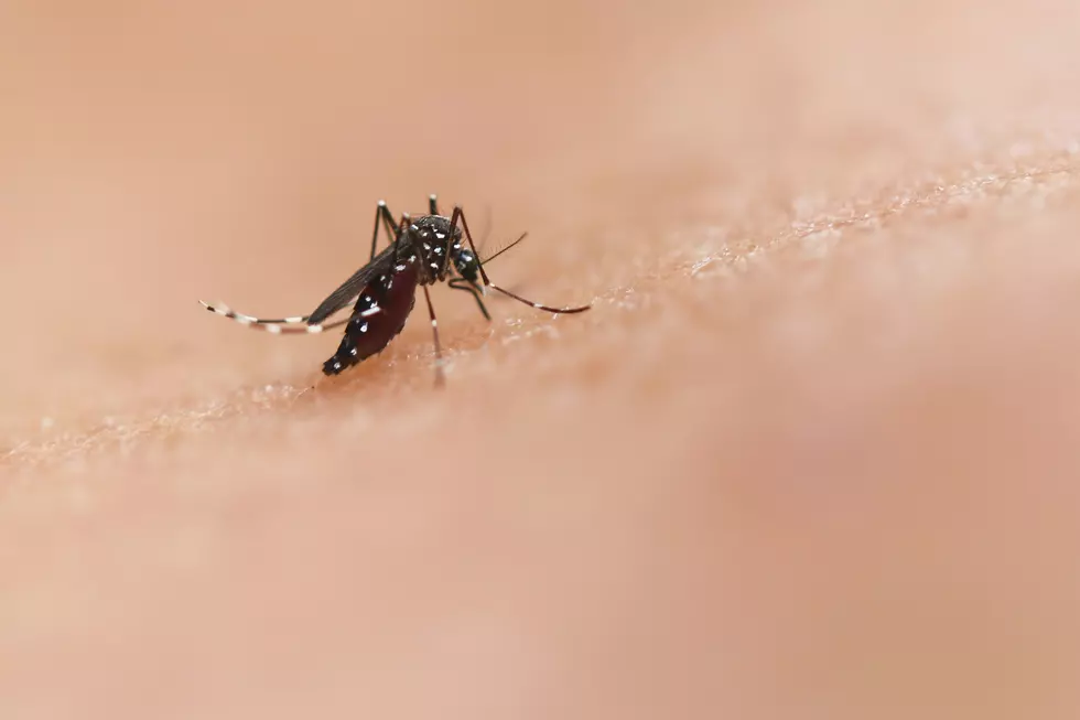 Summer Fun At Risk As West Nile Virus Surfaces In Linwood, NJ