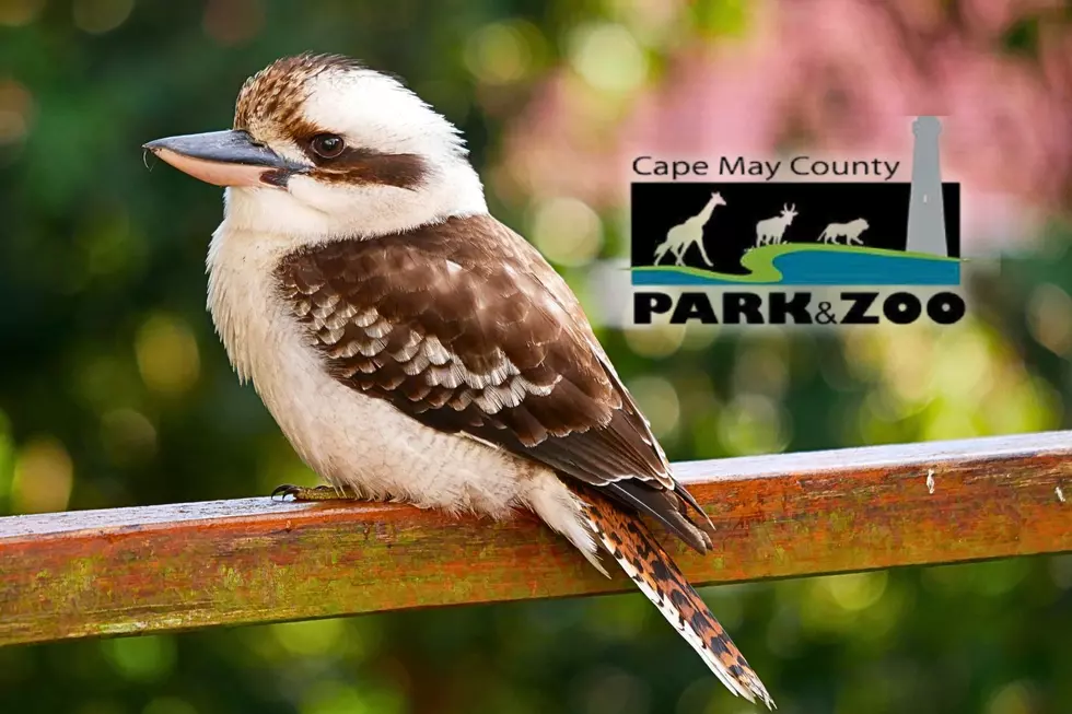 Meet The New Kookaburra Chick At The Cape May Zoo This Summer