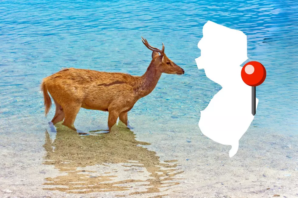 WATCH: Sea Bright Sees A Deer Making A Splash In The Ocean