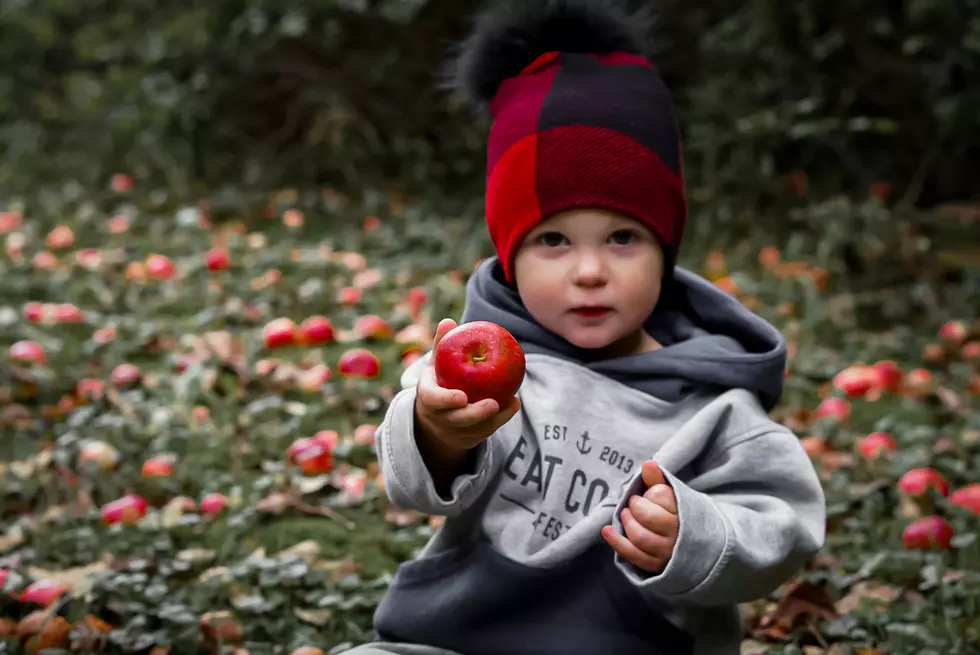 The Best Spots To Go Apple Picking In South Jersey This Fall