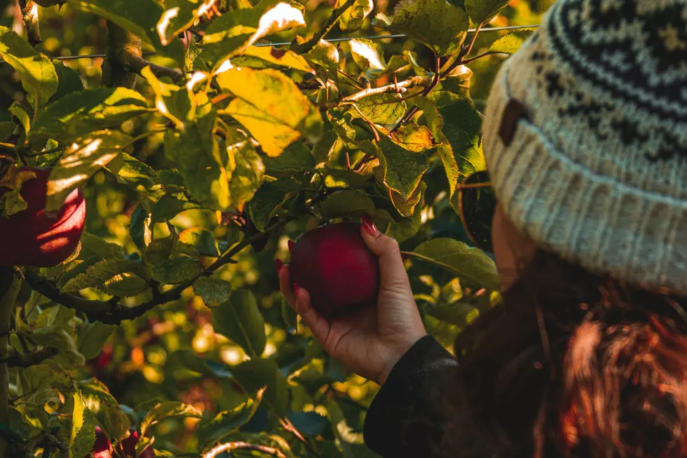 Viral Video: “Philly Mom” Roasts Daughter For $35 Apple Picking Trip