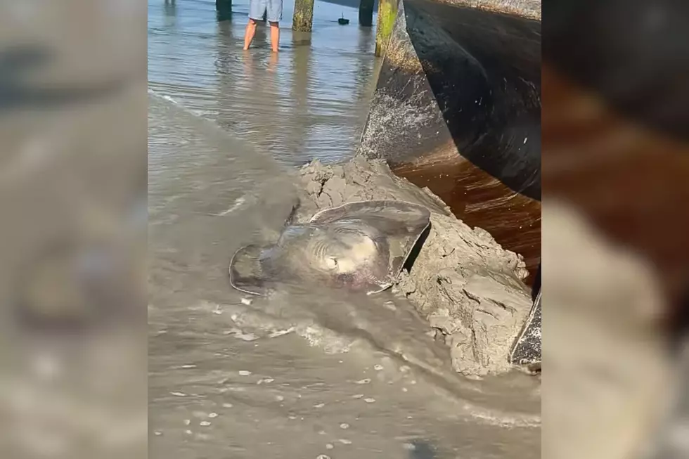 Heroes At Work: Ventnor Public Works Crew Saves Pregnant Stingray