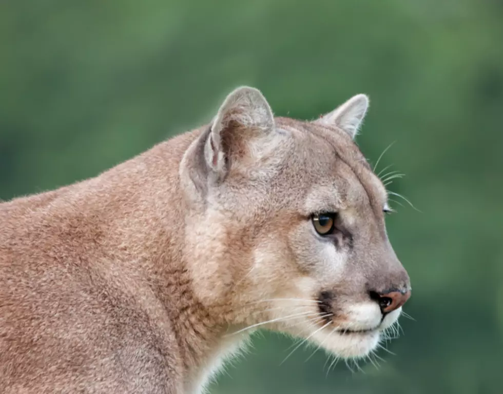 Another Driver Reports Seeing Mountain Lion on Parkway