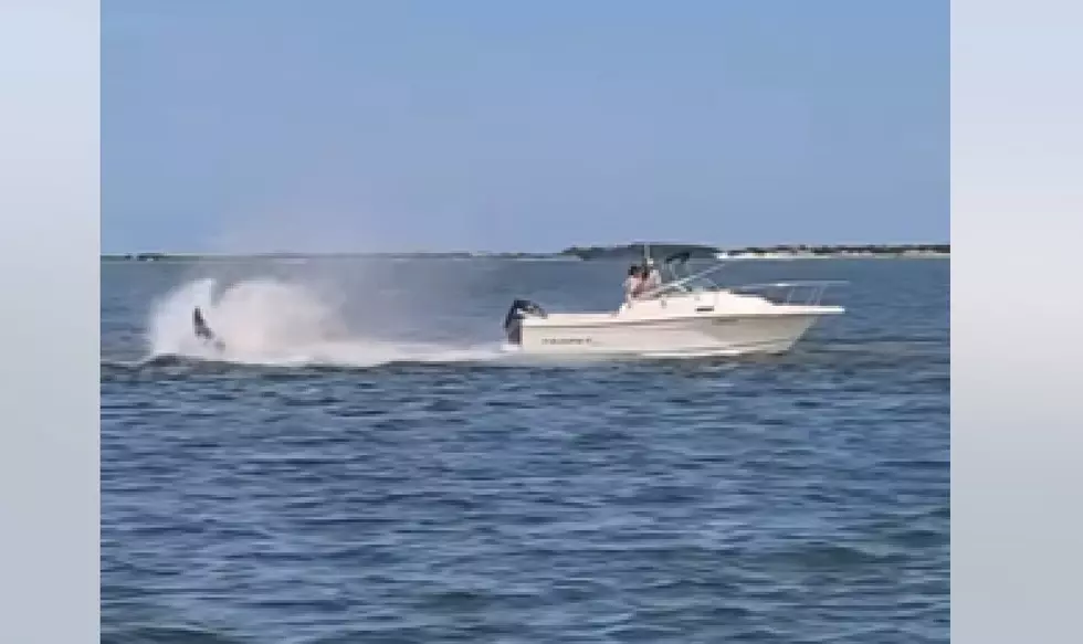 UPDATE: Whale That Almost Capsized Boat in Barnegat Bay Dies
