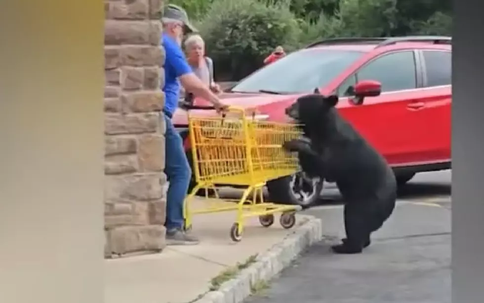 New Jersey Bear Attacks People and Dog, Killed By Authorities