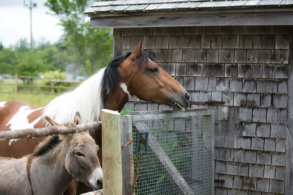 Meet Sicklerville’s New “Circle S: Second Chance Ranch” For Rescue Animals