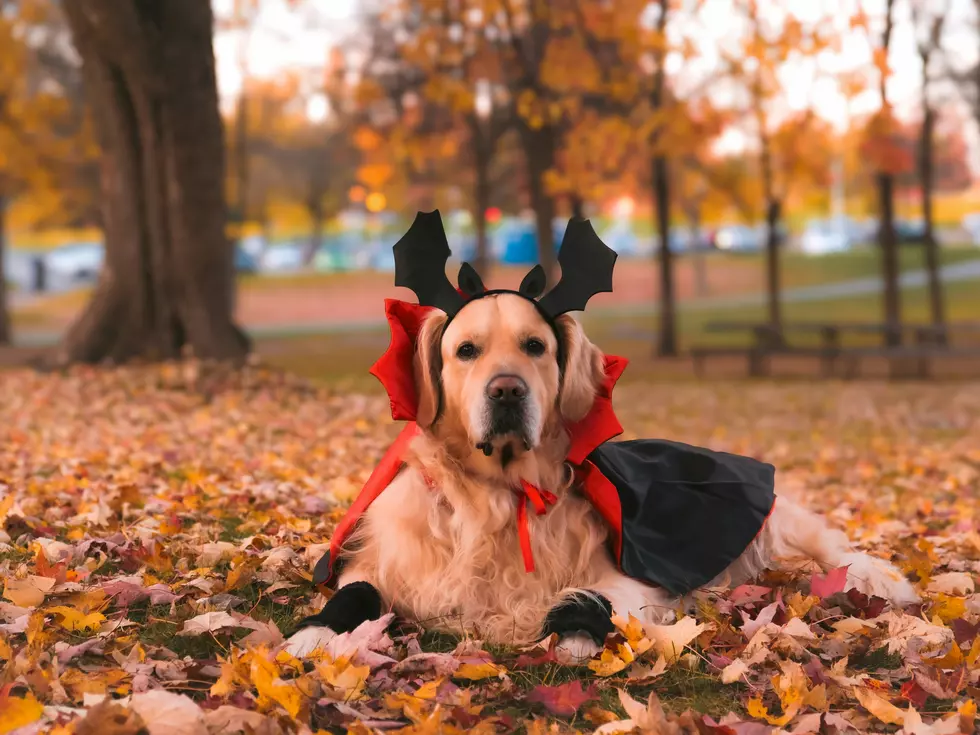 Dog Day and Howl-O-Ween Pet Parade on the OC Boardwalk