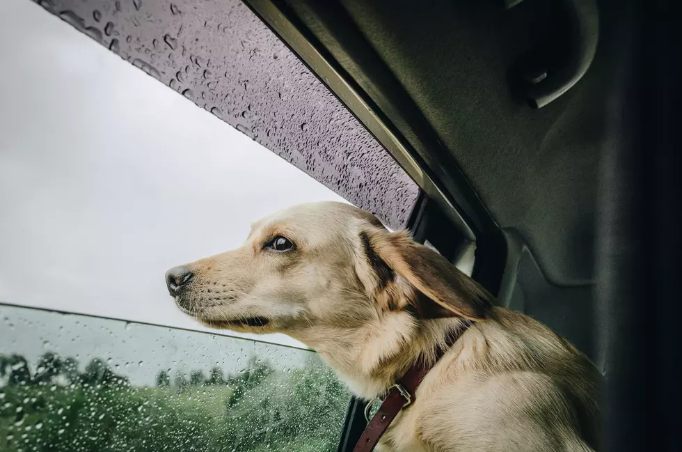 Rain, Wind & Potty Struggles: How To Help Your Dog Go Outside In NJ This Weekend