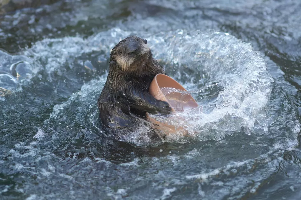 Ariel, The Female River Otter At The Cape May Zoo, Has Died