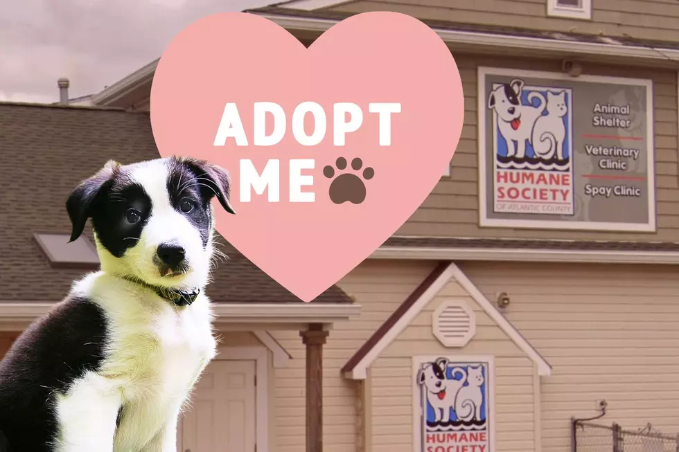 Molly The Border Collie Returned To South Jersey Shelter Needs A New Home