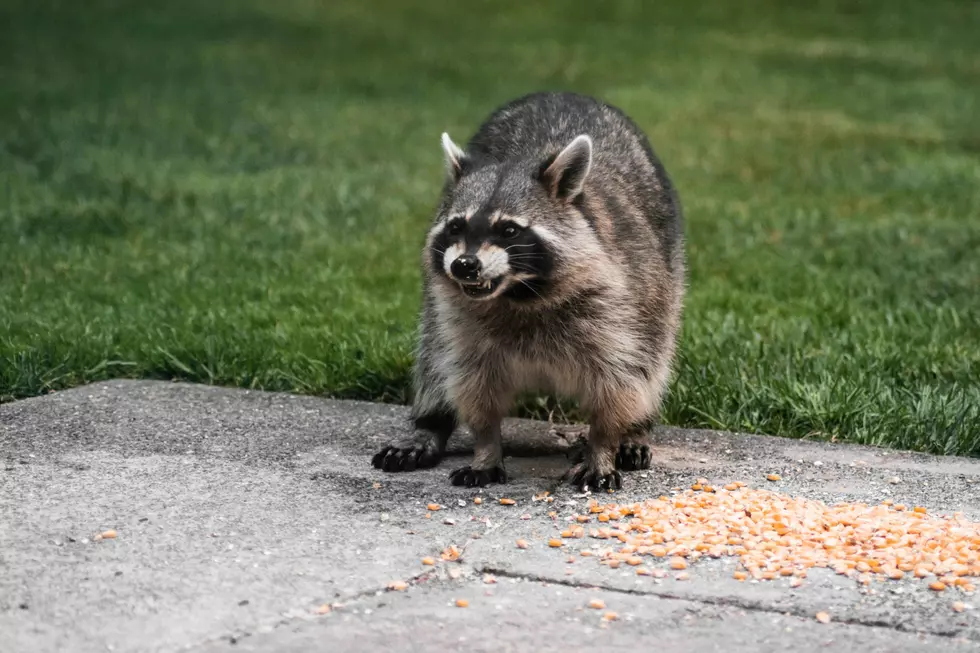 Camden County Rabies Case Confirmed In Voorhees, NJ, Raccoon