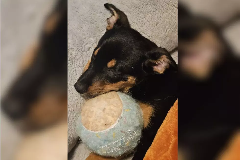 South Jersey Dog Mom Explains Why You Should Foster Pups In NJ