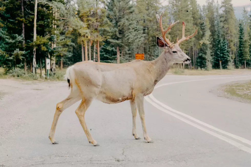 Careful! The Deer Aren’t Done Getting Freaky In South Jersey Quite Yet