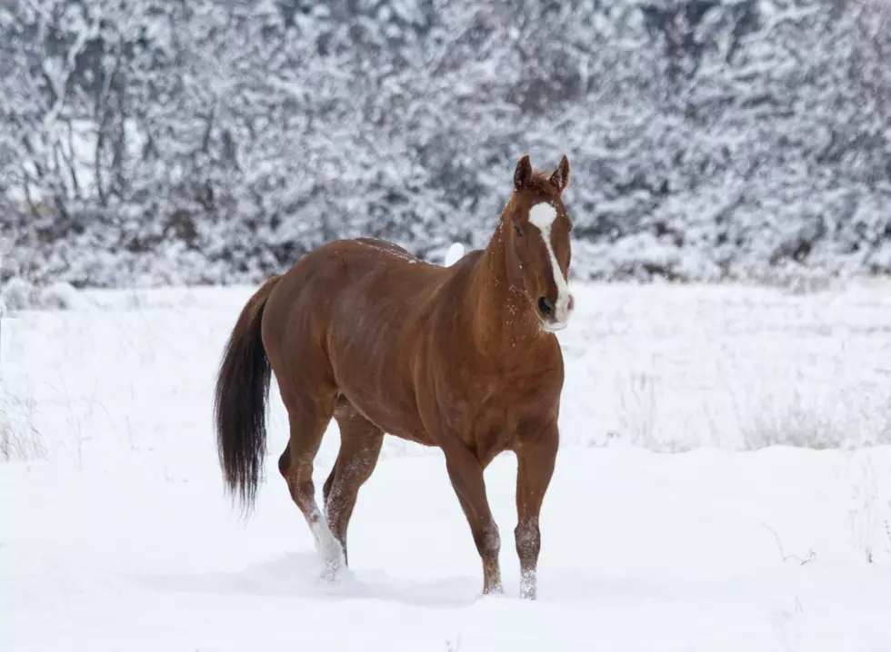 Here’s How To Score Hilarious Holiday Photos With A Horse In NJ This Year